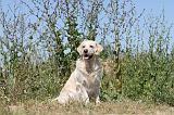 GOLDEN RETRIEVER 260